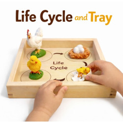 Life Cycle And Tray Ayam