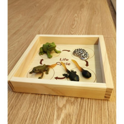 Life Cycle And Tray Katak