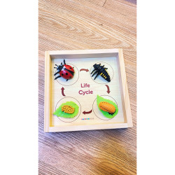 Life Cycle And Tray Kepik