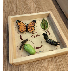 Life Cycle And Tray Kupu kupu