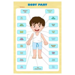 Poster Paud Anggota Tubuh